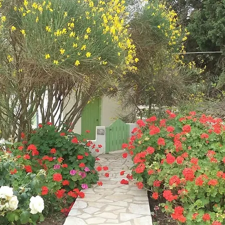 Angelica لوغاراس
